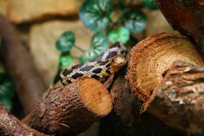 Close-up of lizard on tree