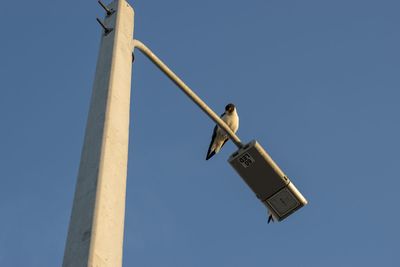 Low angle view of bird perching on pole against clear sky