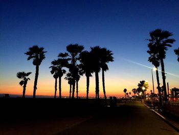 Palm trees at sunset