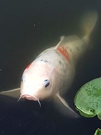 Close-up of fish swimming in sea