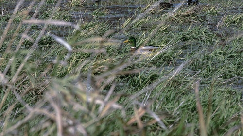 View of birds on land