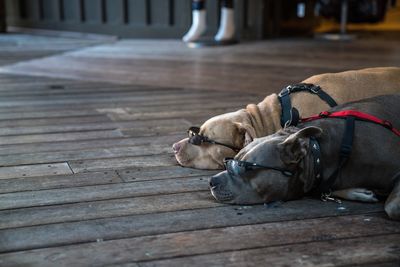 Close-up of two dogs with sunglasses