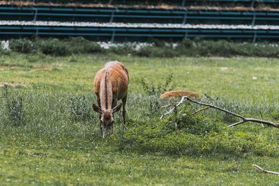 Deer grazing in field