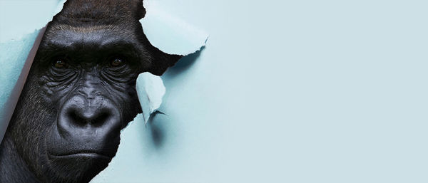 Portrait of horse against white background