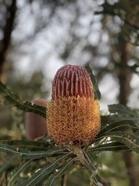 Close-up of flower on plant