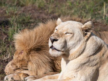 Close-up of lioness