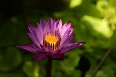 Close-up of purple water lily