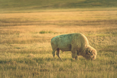 Lonely albino bison. american buffalo and colorado prairie landscape.