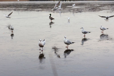 High angle view of birds on lake