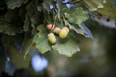 Close-up of fruits growing on tree