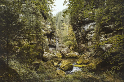 Scenic view of waterfall in forest