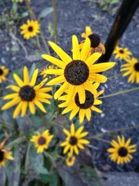 High angle view of yellow flowers blooming outdoors