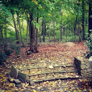 Footpath amidst trees in forest during autumn