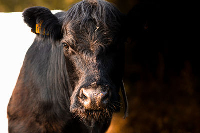 Close-up portrait of cow