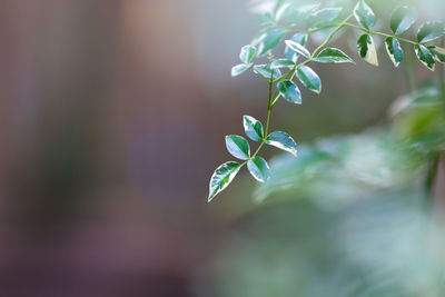 Close-up of flowering plant