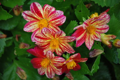 Close-up of flowers