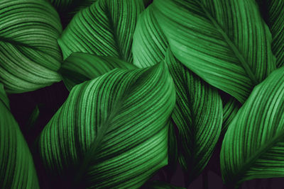 Full frame shot of palm leaves