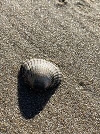 Close-up of seashell on beach