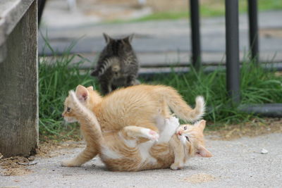Close-up of kittens playing outdoors