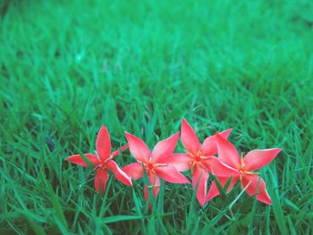 Close-up of red flowers blooming on field