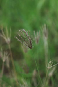 Close-up of plants on field