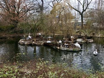 Ducks swimming in lake