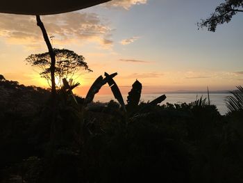 Silhouette trees against sky during sunset