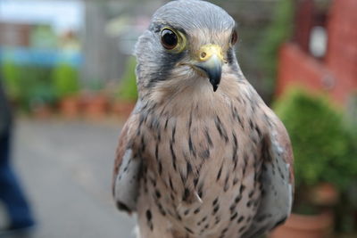 Close-up of bird