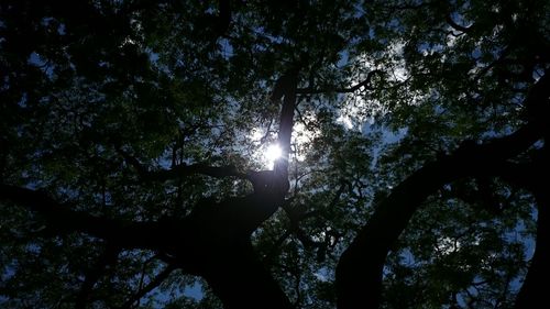 Sun shining through trees