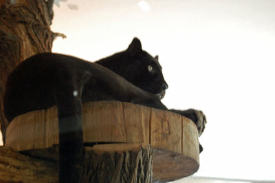 Close-up of horse on wood against sky