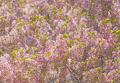 Full frame shot of flowering plants on field