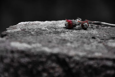 Close-up of red rose on rock