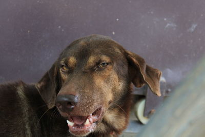 Close-up portrait of a dog