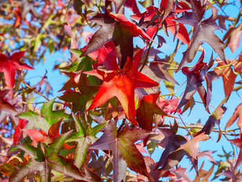 Low angle view of maple leaves on tree