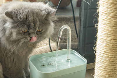 cat