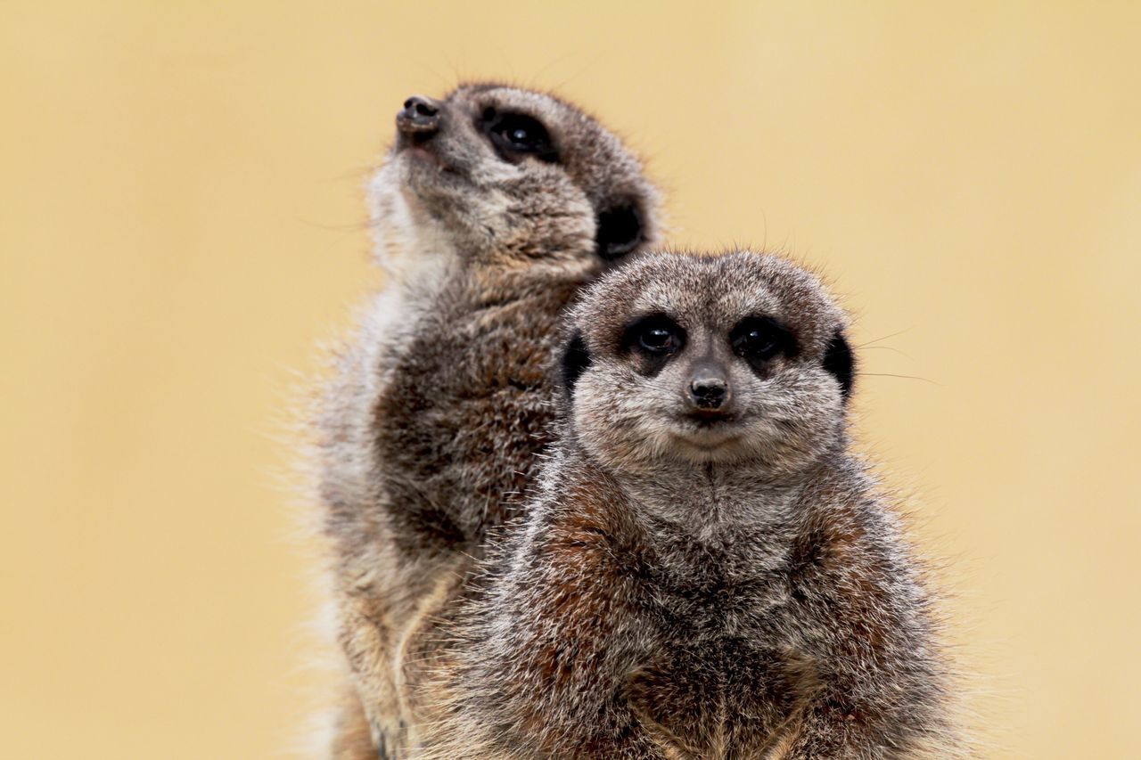 Close-up of meerkats