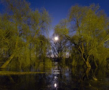 Reflection of trees in lake at night