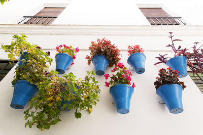 Typical blue planters in the streets of cordoba , andalusia , spain