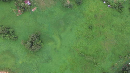 High angle view of fish in lake