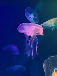 Close-up of jellyfish in sea