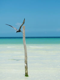 View of driftwood on beach with a pelican