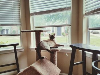 Cat sitting on table at home