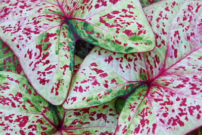 High angle view of flower petals on bed