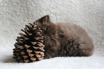 Close-up of british longhair kitten with pine cone on bed