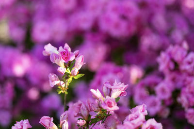 Close-up of pink flowering plant