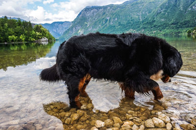 Black dog on a lake