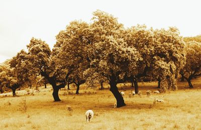 View of a tree on field