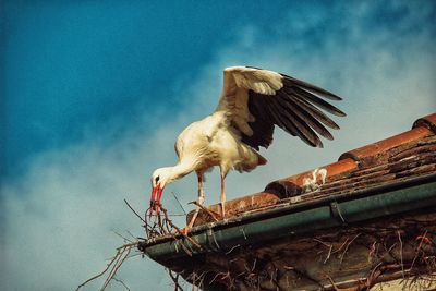 Low angle view of bird flying against sky