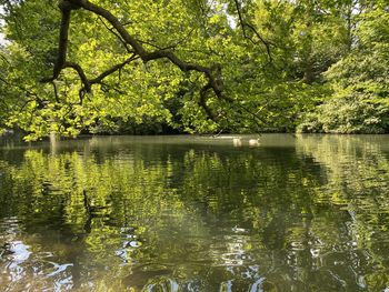 Scenic view of lake in forest