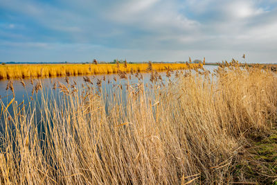 Plants growing on field by lake against sky